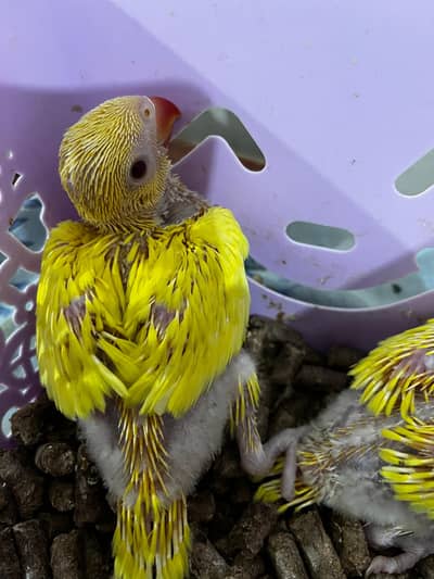 Yellow Parrot Chicks