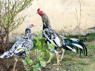 Chena Aseel Breeder pair for sale