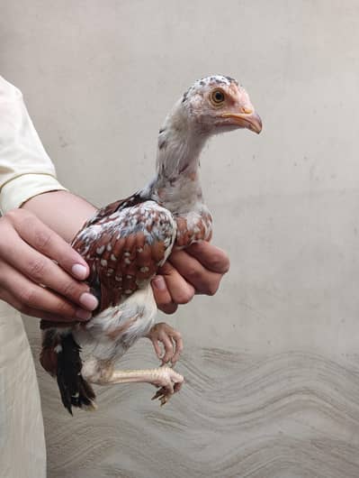 Aseel chicks age 3 months