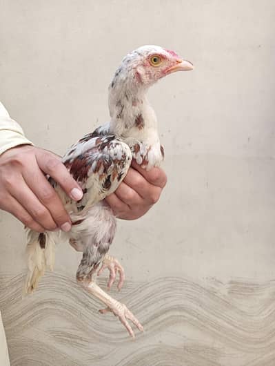 Aseel chicks age 3 months