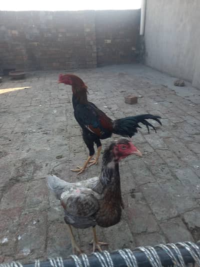 beautiful aseel Thai pair