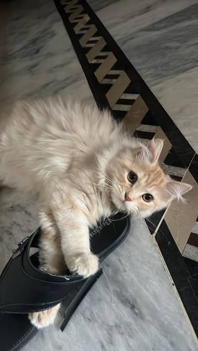 3 bara per hai aur 3 kids hai