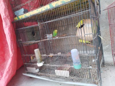 Parrots,  Diamond Dove ,lovebirds