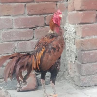 barmi or panis cross ma ha