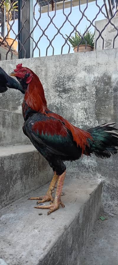 Thai burmi veit setup for sale