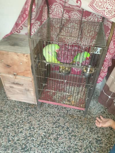 Beautiful Rare Parrot Breeding Pair for Sale (With Cage & Nest Box)