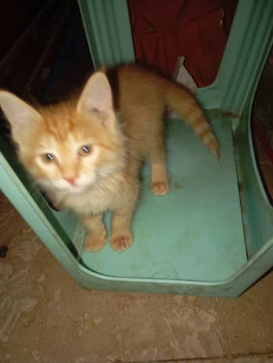 Persian Double Coat Female for Sale