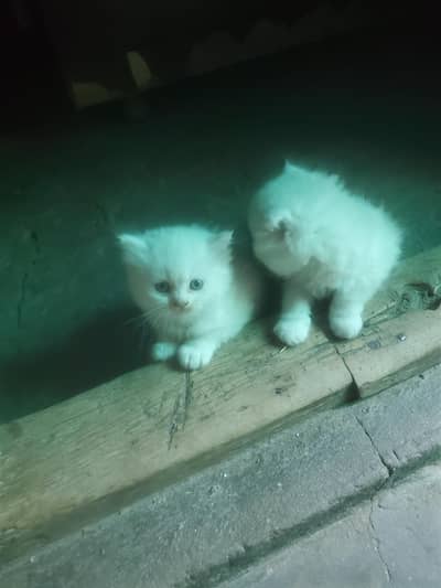 very cute pairs cats