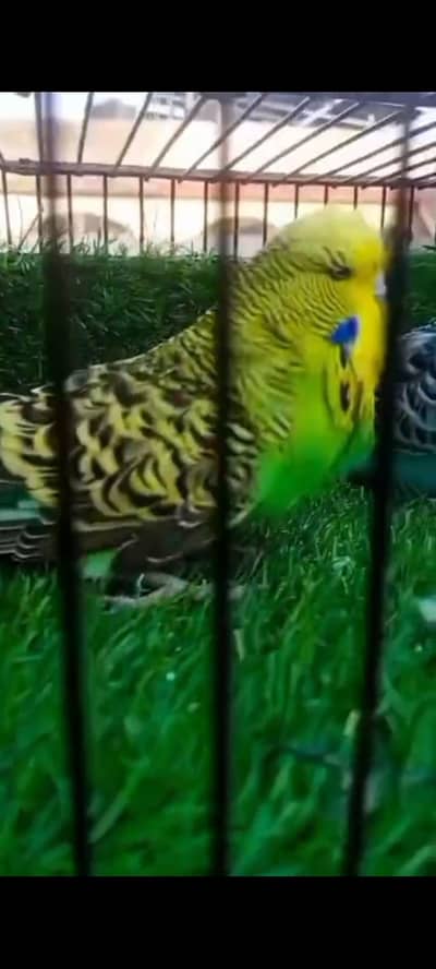 exhibition female hogoromo pairsa033//16865. . . . 441