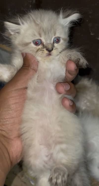 Pure persion  kittens