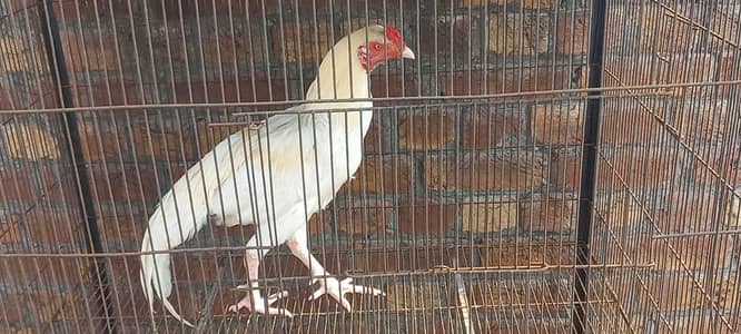 Mianwali Quality birds for sale.