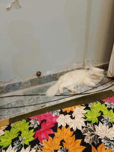 Persian cat for sale  what app number 03323744497