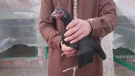 Quality Mianwali Birds for Sale