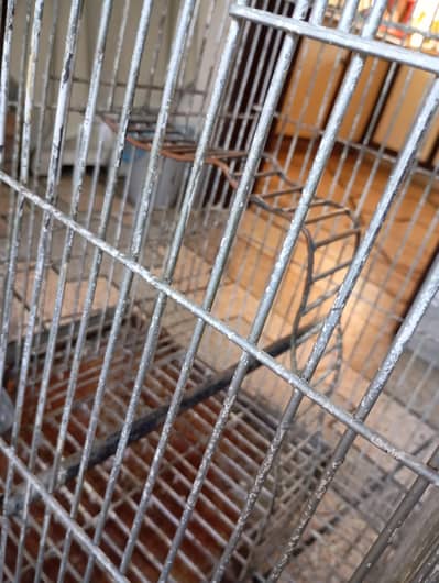 CAGE for parrot