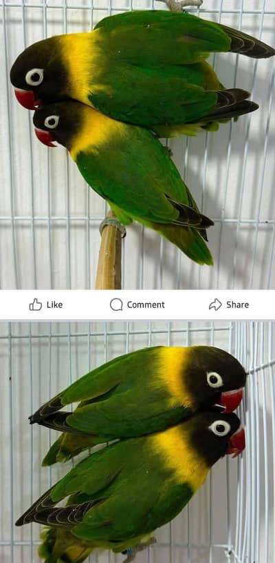 breeder pair 2000 per pair