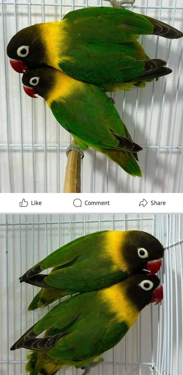 breeder pair 2000 per pair 0