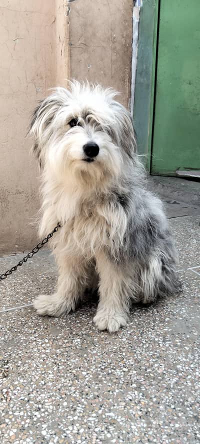 American shipdog complete vaccinated fully healthy playful female