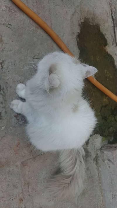 white female cat with white eyes