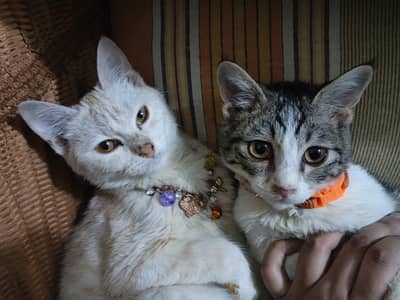 semi Persian kittens