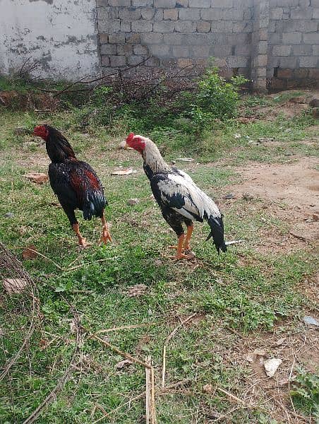 zero size mianwali white jawa 5