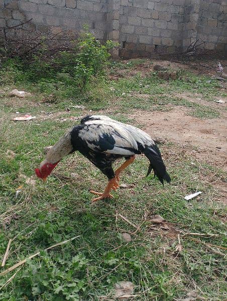 zero size mianwali white jawa 6