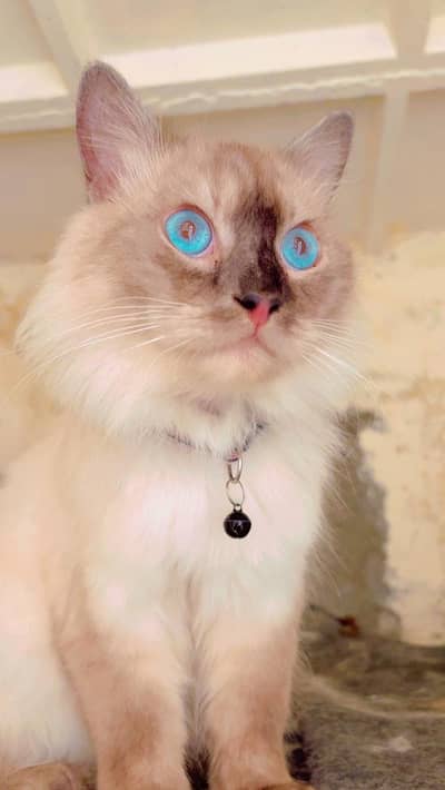 Siamese male cat  for sale