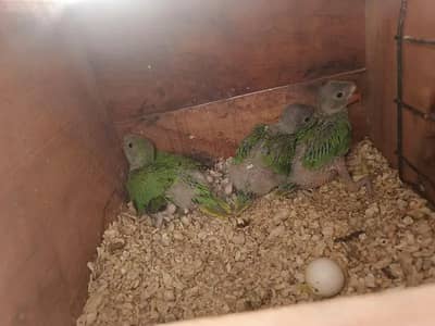 Green parrot Chicks per pc 4500