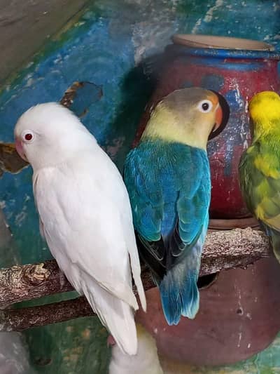 2 pair love birds for sale