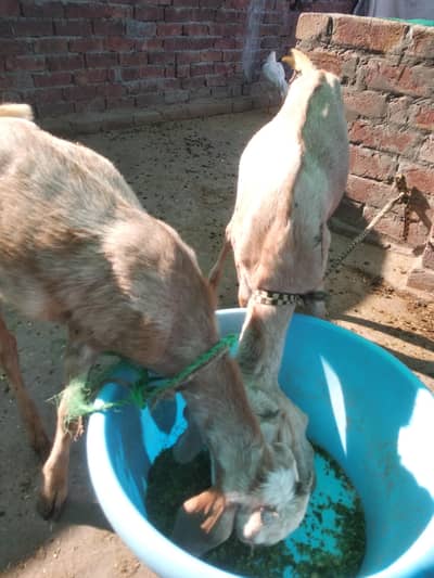 2 male kids tedi breed for urgent for sale