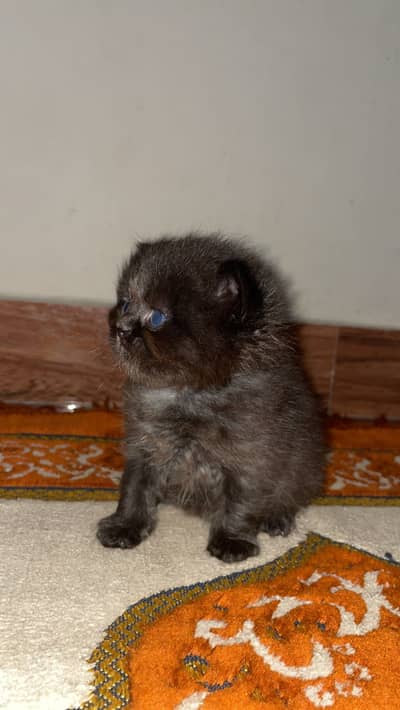 Black persian kittens (03139288575)wtsp nmbr