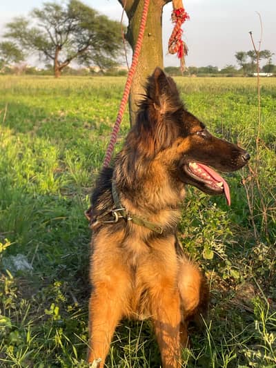 German shepherd long coat confirm breeder female available