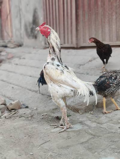 aseel shamo cross patha