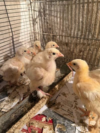 white heavy buff chicks available for sale