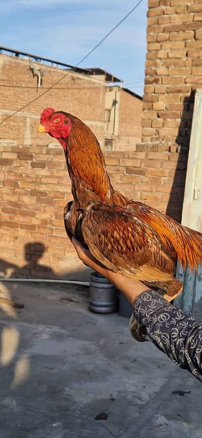 aseel murga fither for sale contact me only serious buyers on what's