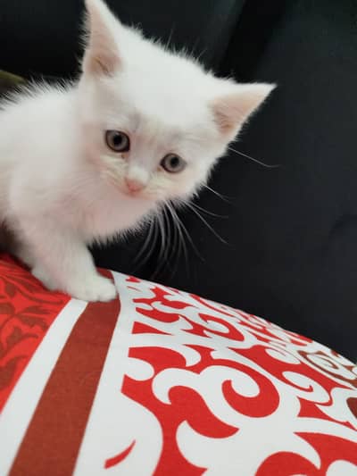 white persian doll face Male