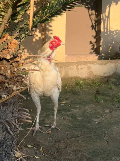 high quality Heera trio and eggs available for sale