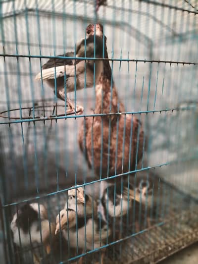 aseel murgi with 6 chiks thai cross