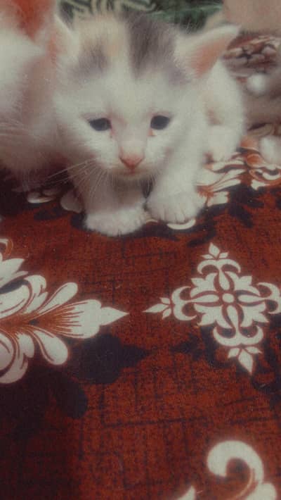 Persian kittens