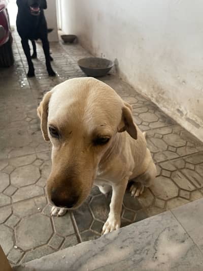 British lab and American lab cross