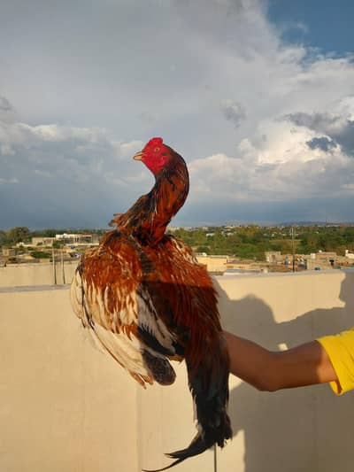 peela mianwali aseal