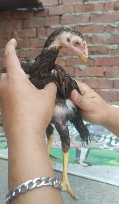 Top quality -- Mushka/Lakha Chicks / Mughal Aseels Army