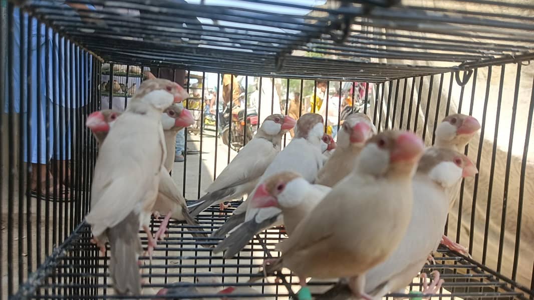 Fown Java White Java 0