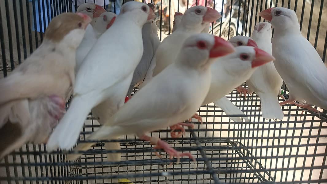 Fown Java White Java 1