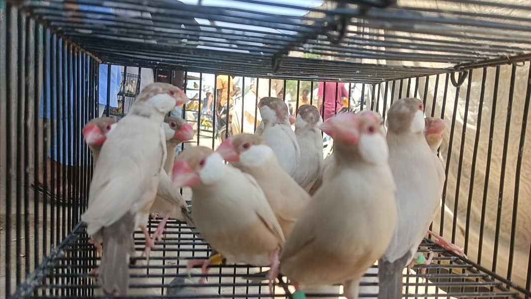 Fown Java White Java 2