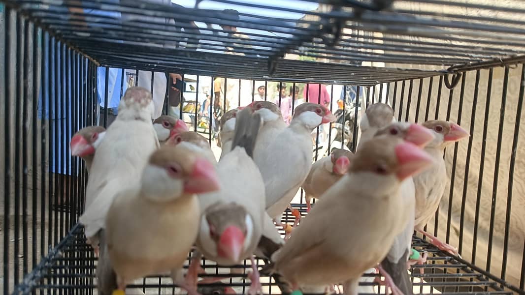 Fown Java White Java 3