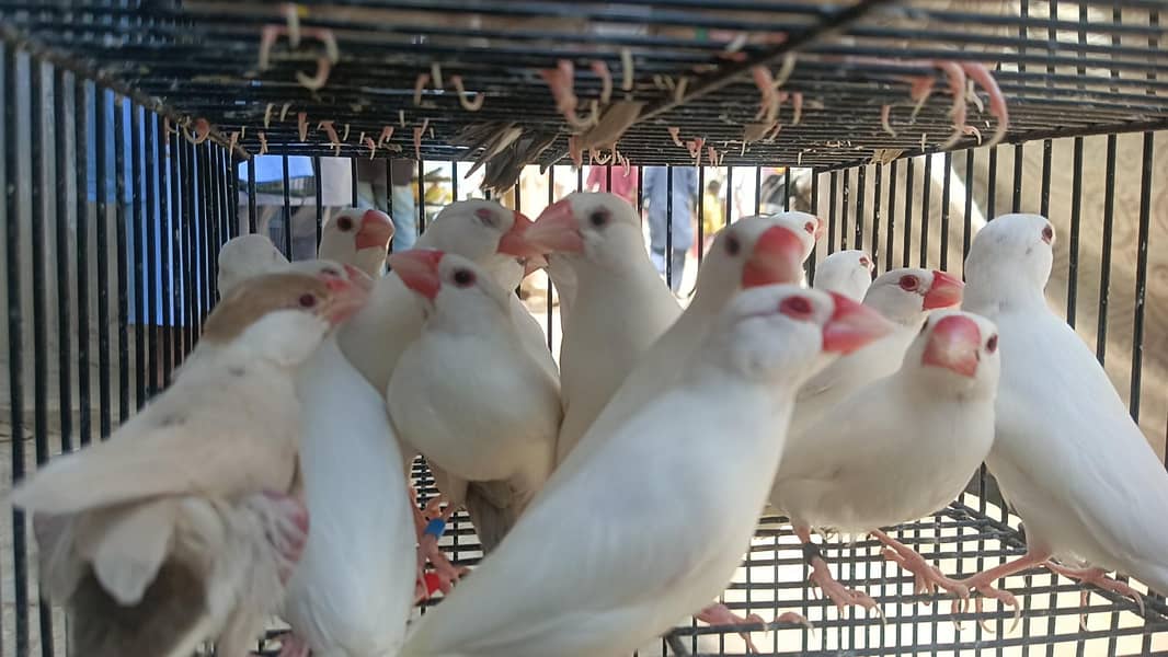 Fown Java White Java 4