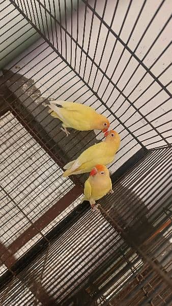 Love Bird Breeder peices