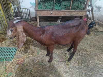 bakri nagri dogli Sath ak male bacha ha