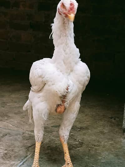 O shamo A+quality  paper white