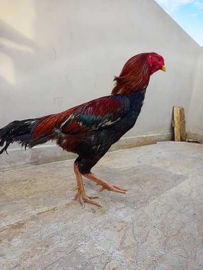 Aseel Pair With 3 Chicks